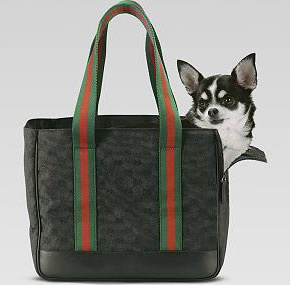 The Strange: gucci-small-dog-bag