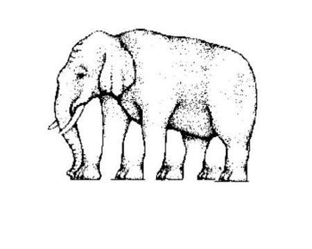 optika: elefant