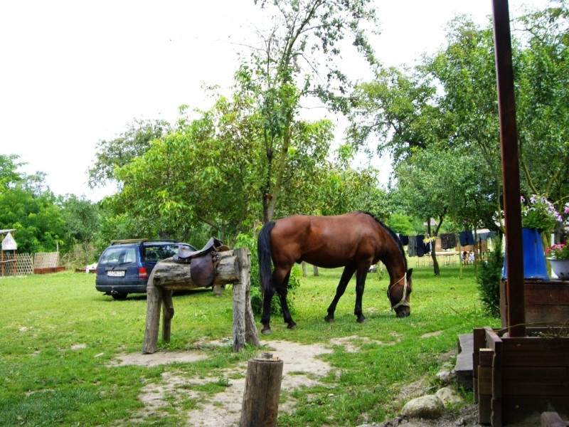 048Vizsoly, étterem és Sátán ló