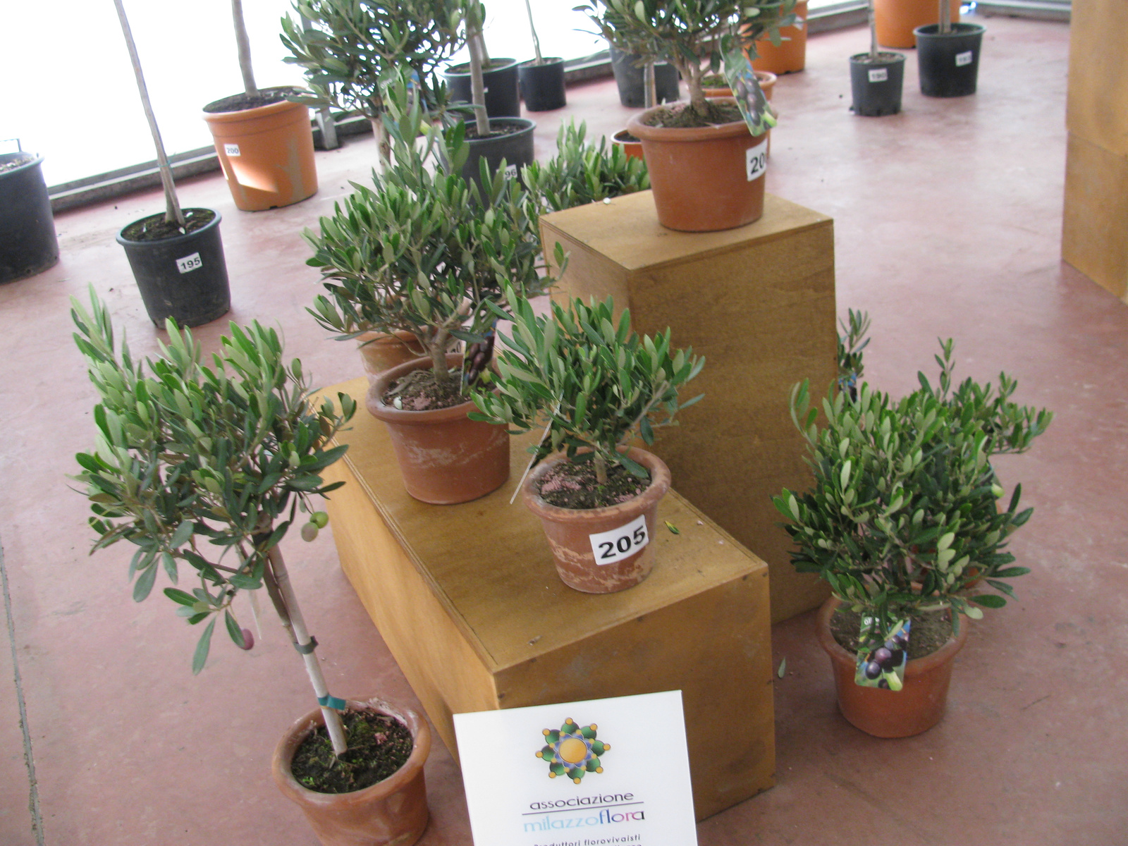 Olea Europea 1038