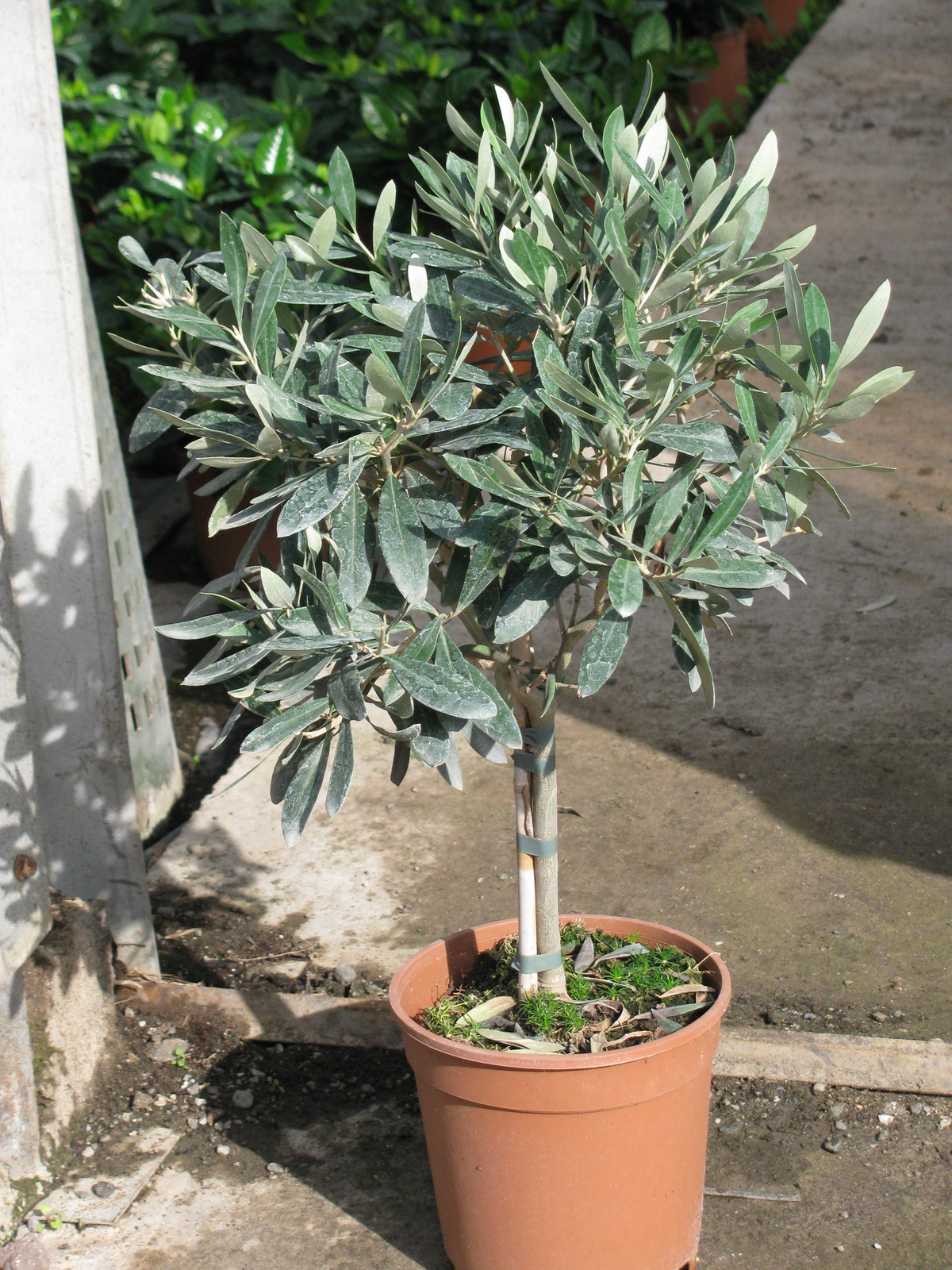 Olea Europea 1164