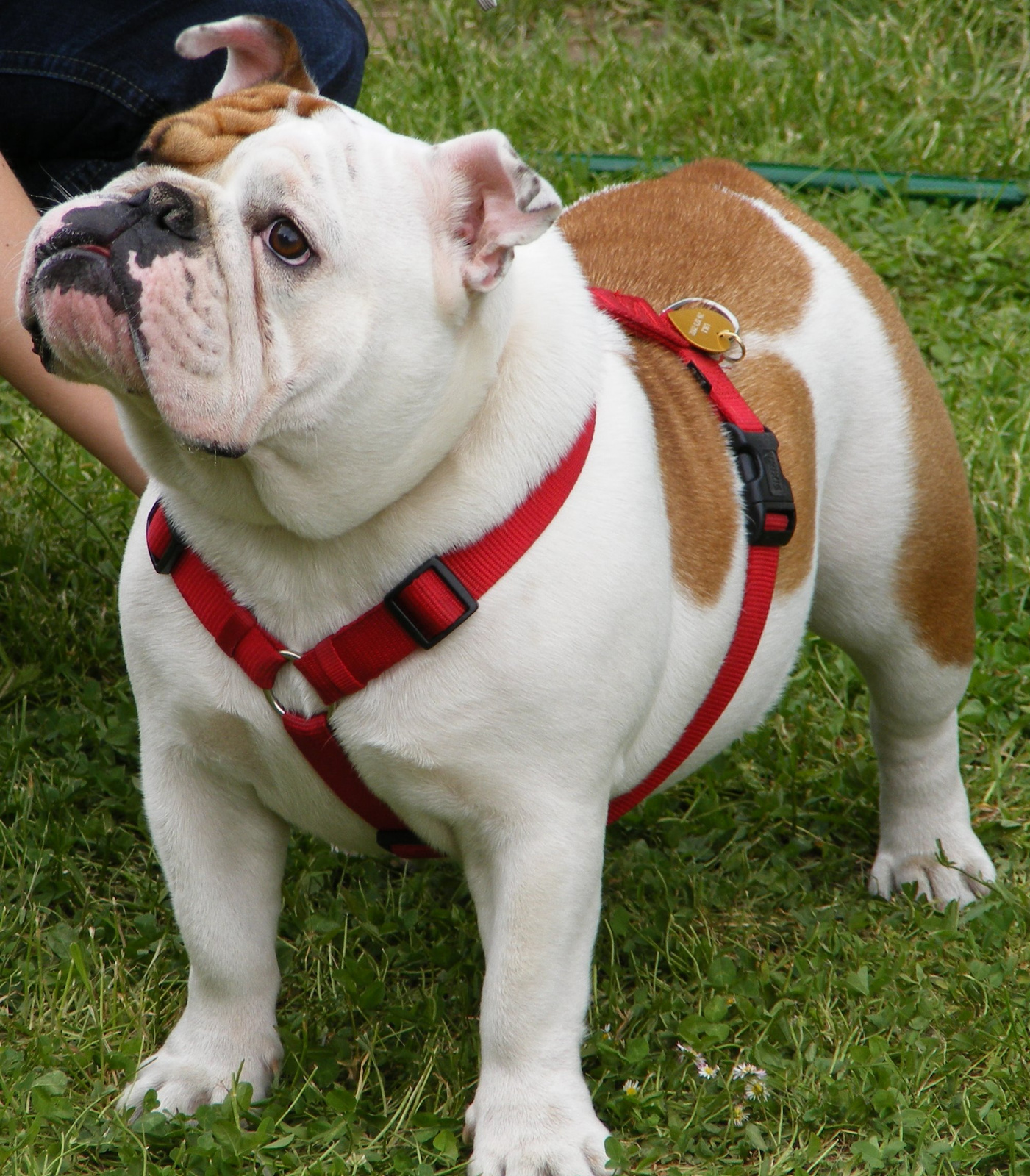 Angol bulldog ...én is kérek