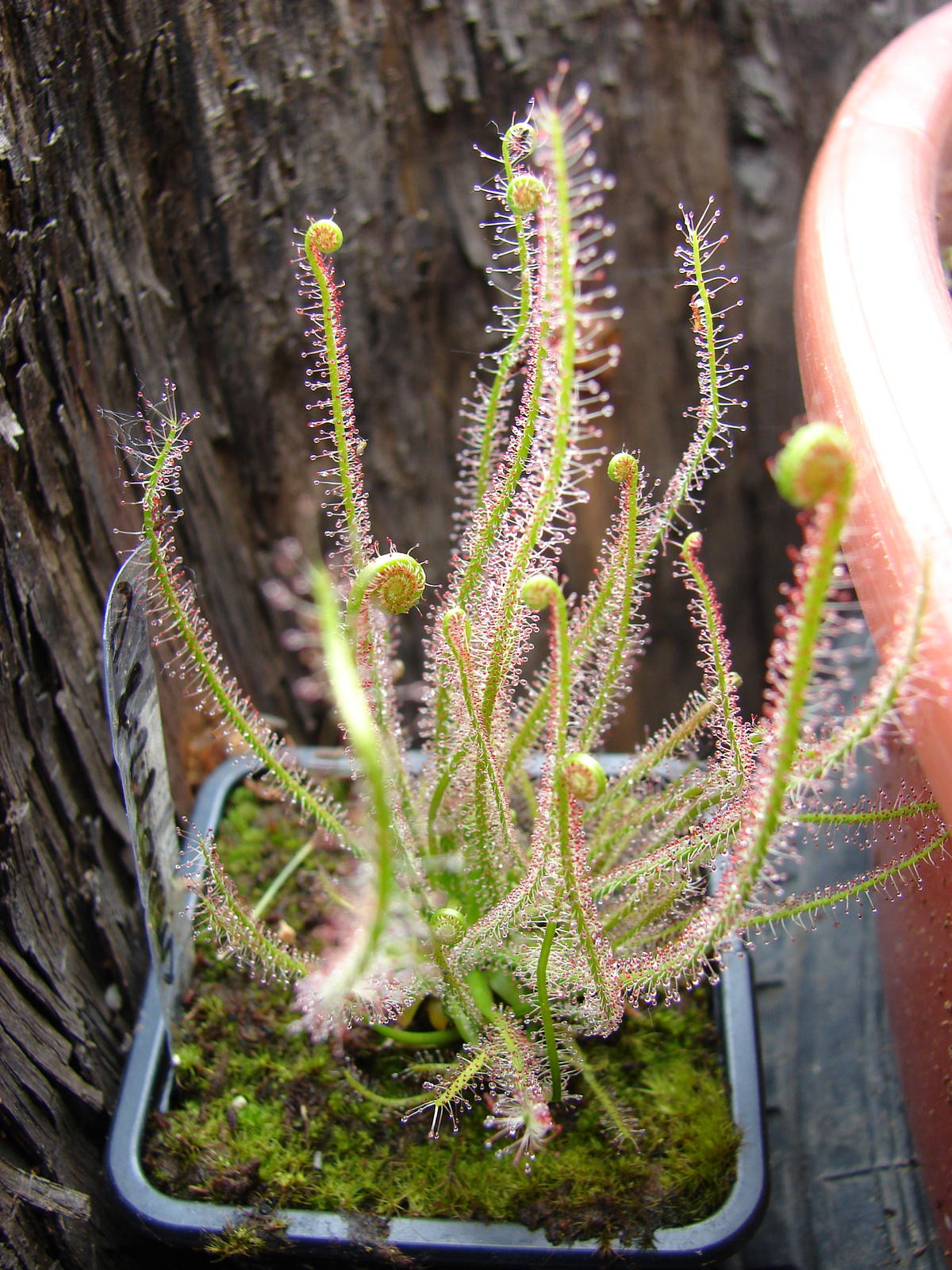 Fonállevelű harmatfű (Drosera filiformis ssp. filiformis)