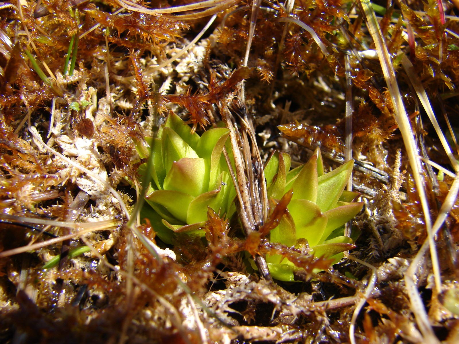 Növekedésnek indult hibernacula ( P.vulgaris)