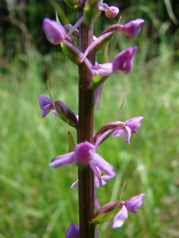 G. conopsea (bimbós állapotban)