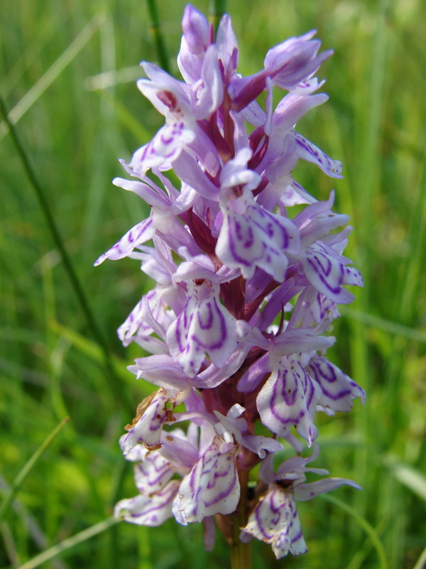 Foltoslevelű ujjaskosbor (Dactylorhiza maculata)