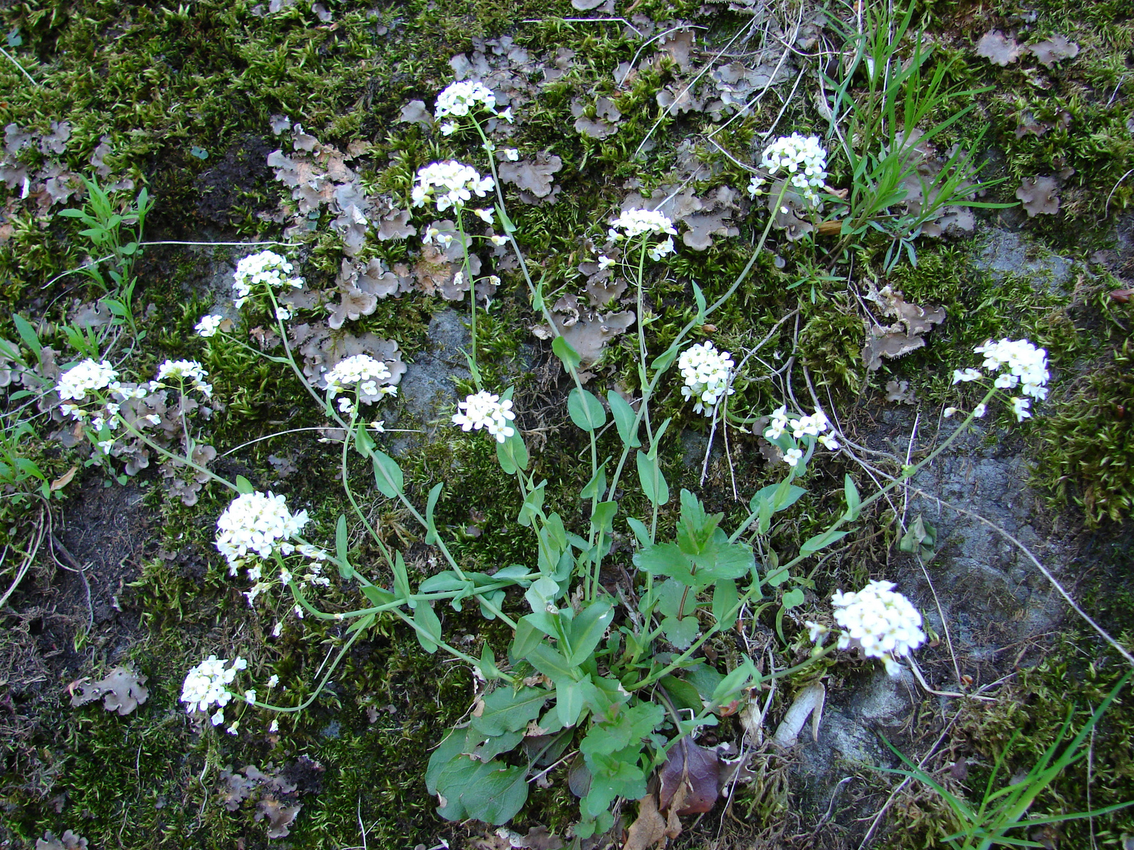 Schudich-tarsóka