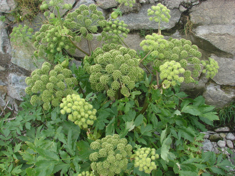 Orvosi angelika (Angelica archangelica