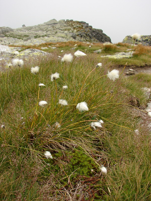 Hüvelyes gyapjúsás (Eriophorum vaginatum)