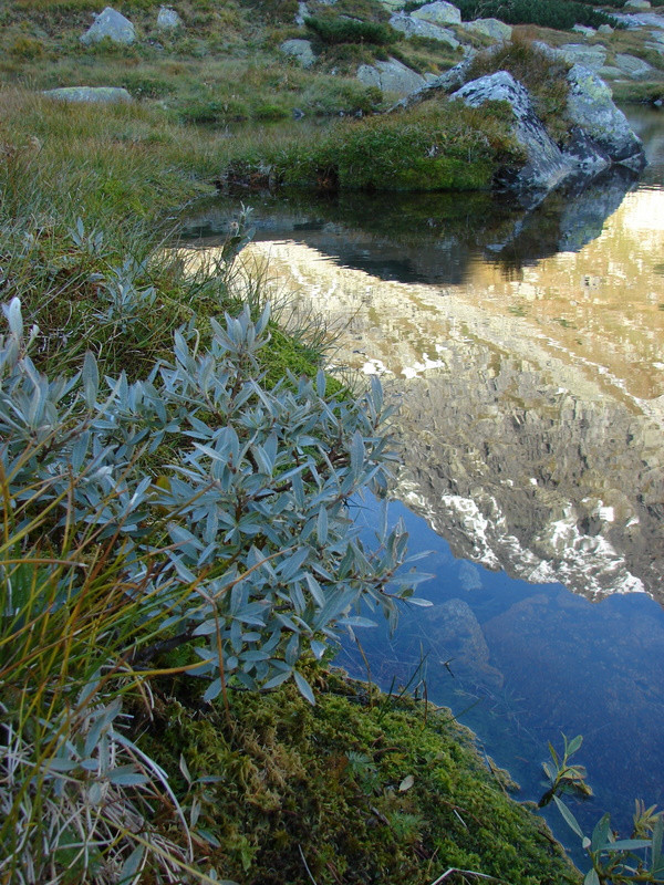 Salix lapponum