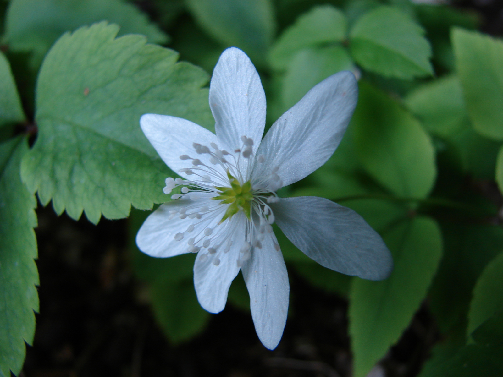 Hármaslevelű szellőrózsa (Anemone trifolia)