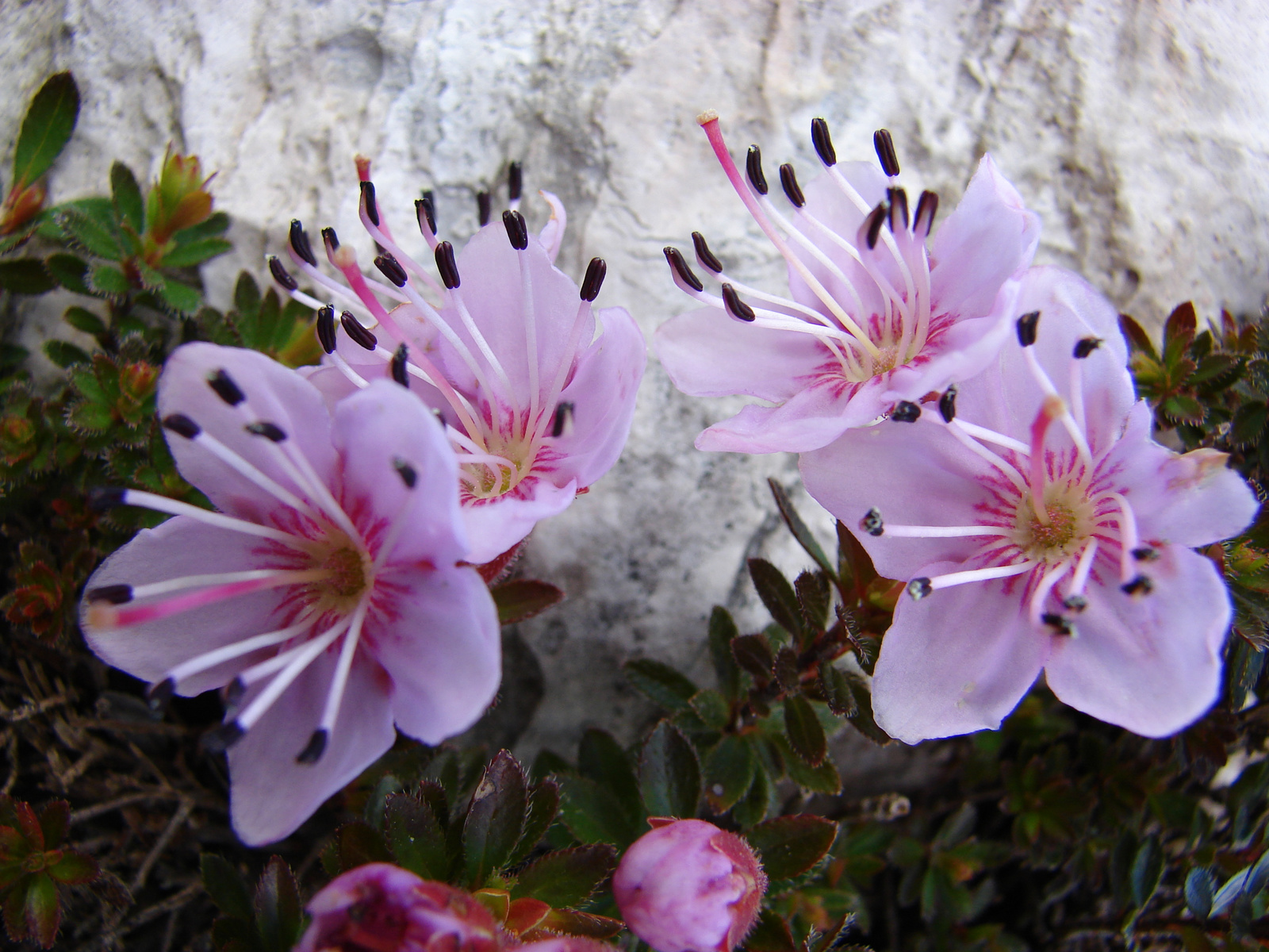 Törpe havasszépe (Rhodothamnus chamaecistus)