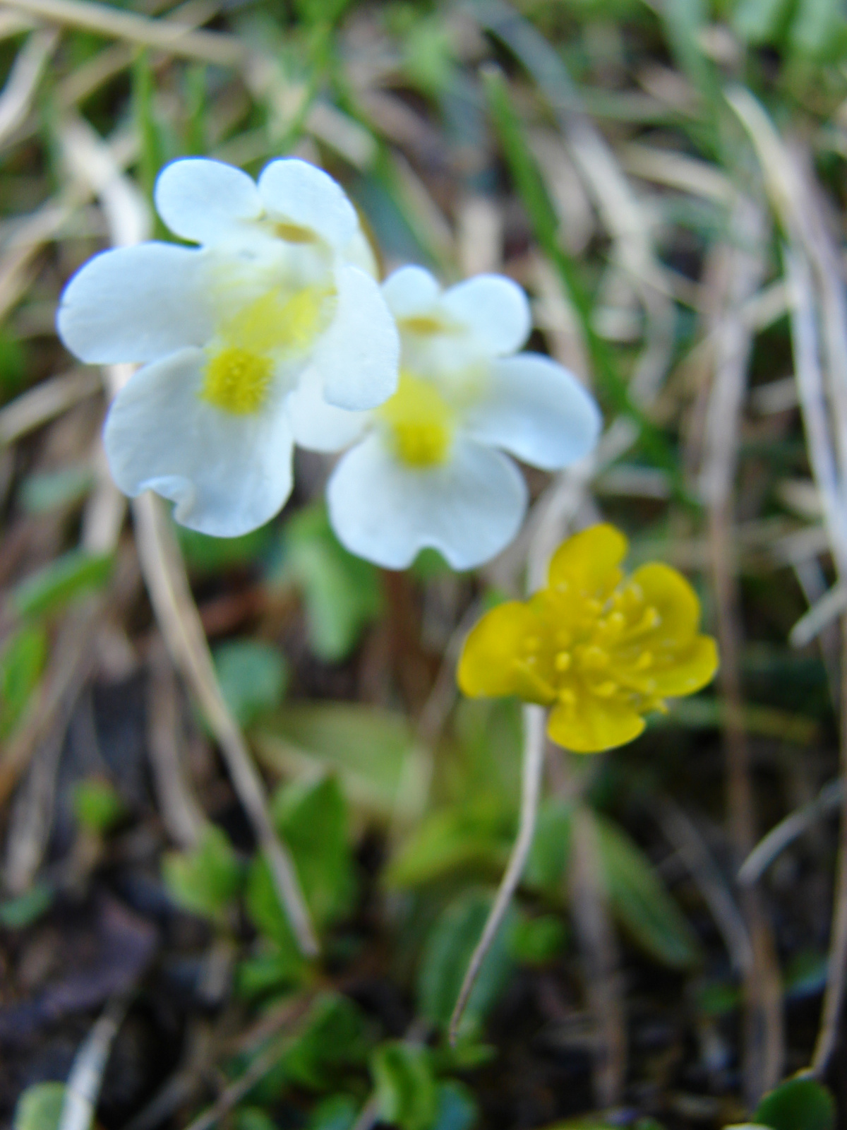 Havasi hízóka (Pinguicula alpina)