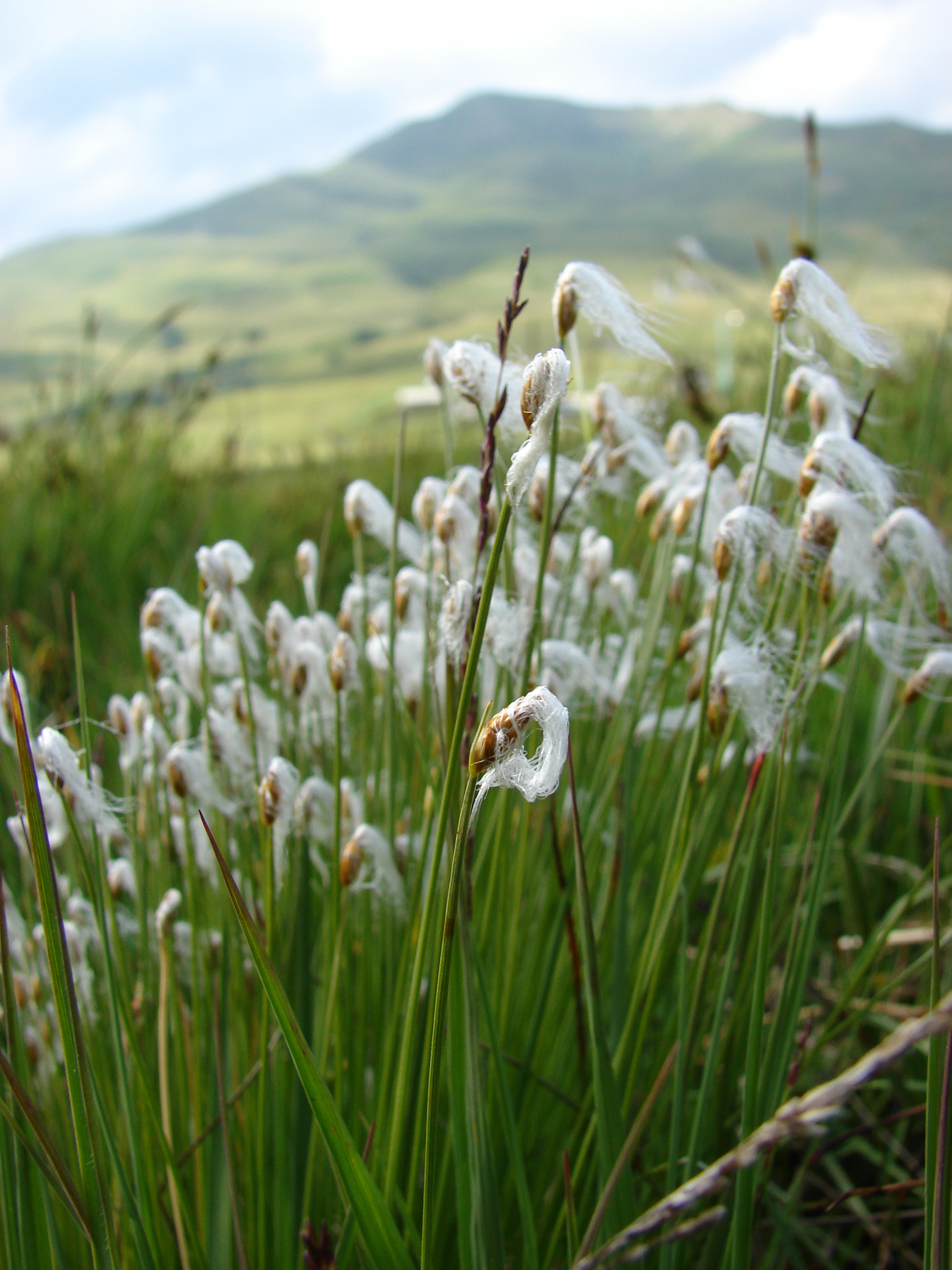 Havasi kisgyapjúsás (Trichophorum alpinum)