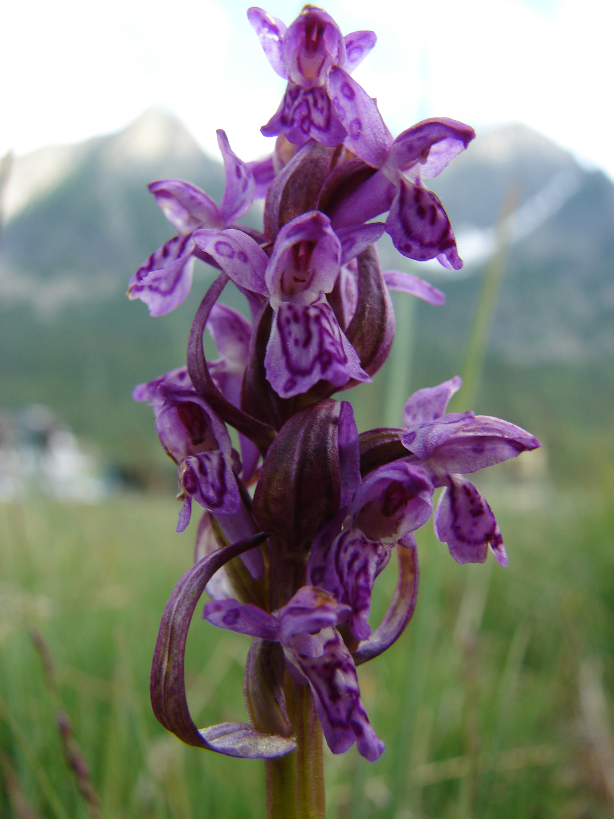 Lappföldi ujjaskosbor (Dactylorhiza lapponica)