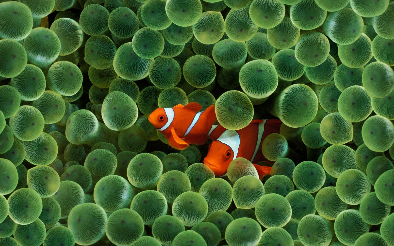 Clown Fish