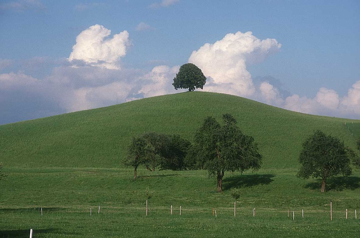 tree-sky-clouds