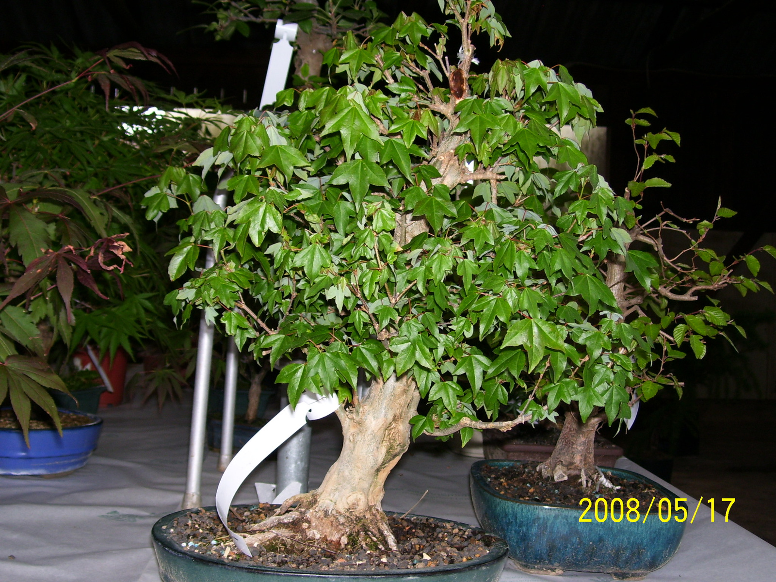 Höchstetten Bonsai23