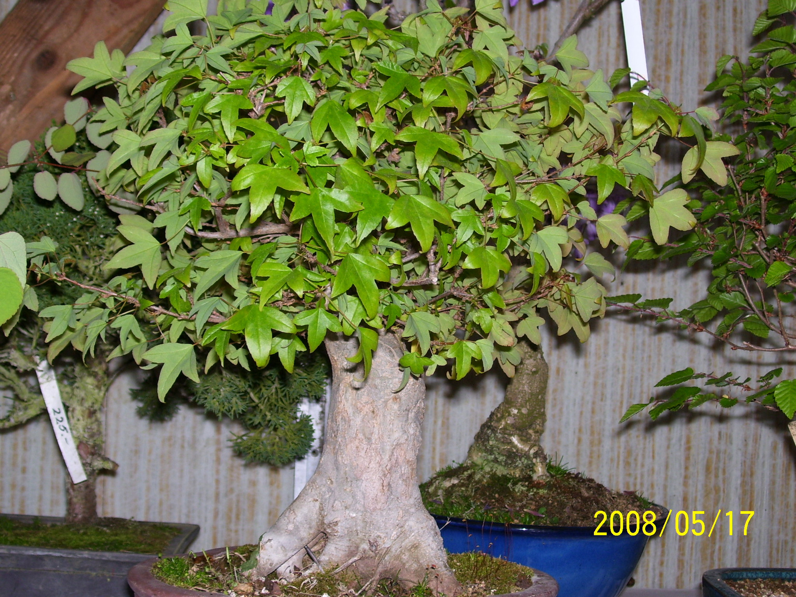 Höchstetten bonsai8