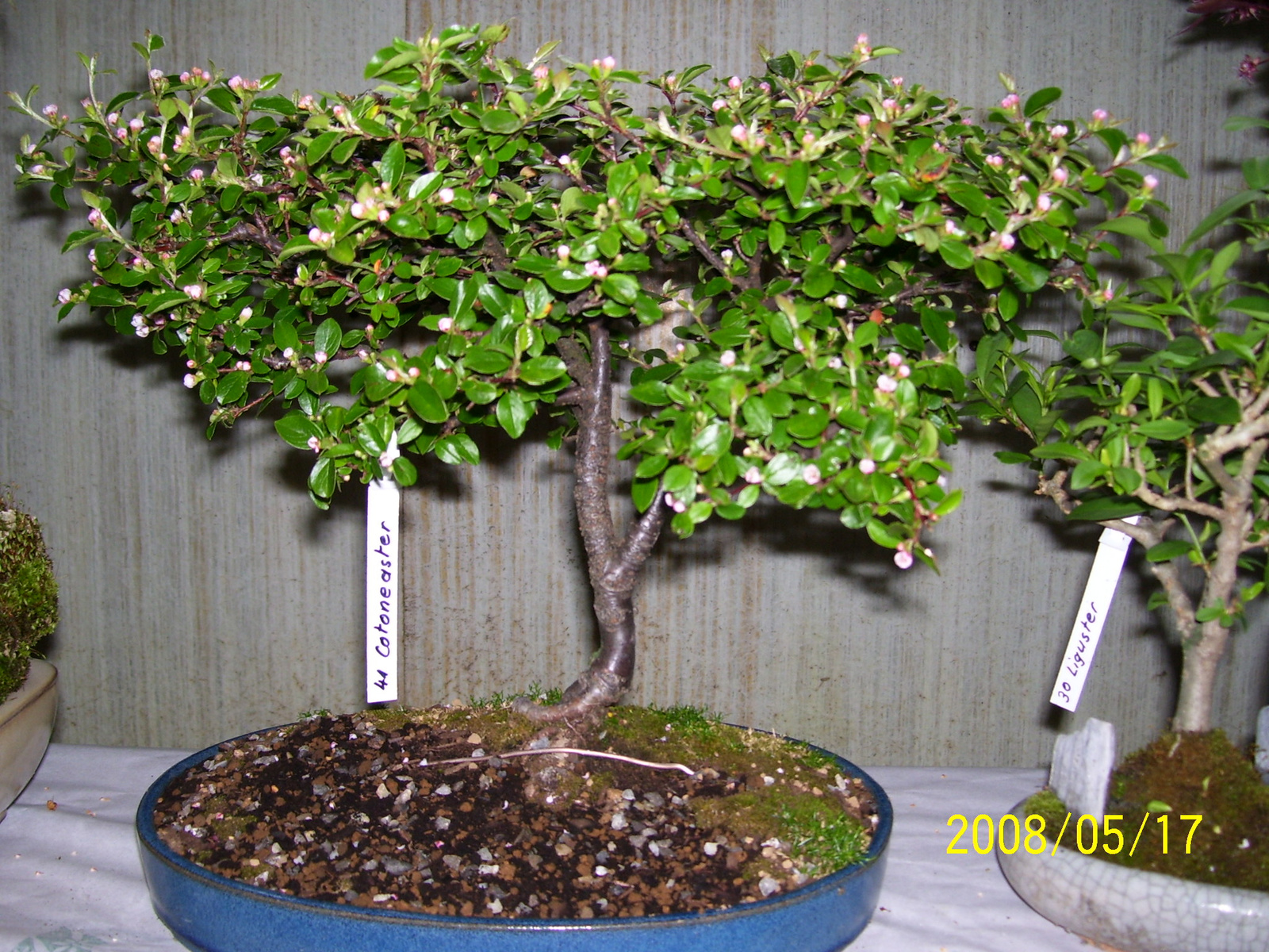 Höchstetten Bonsai18