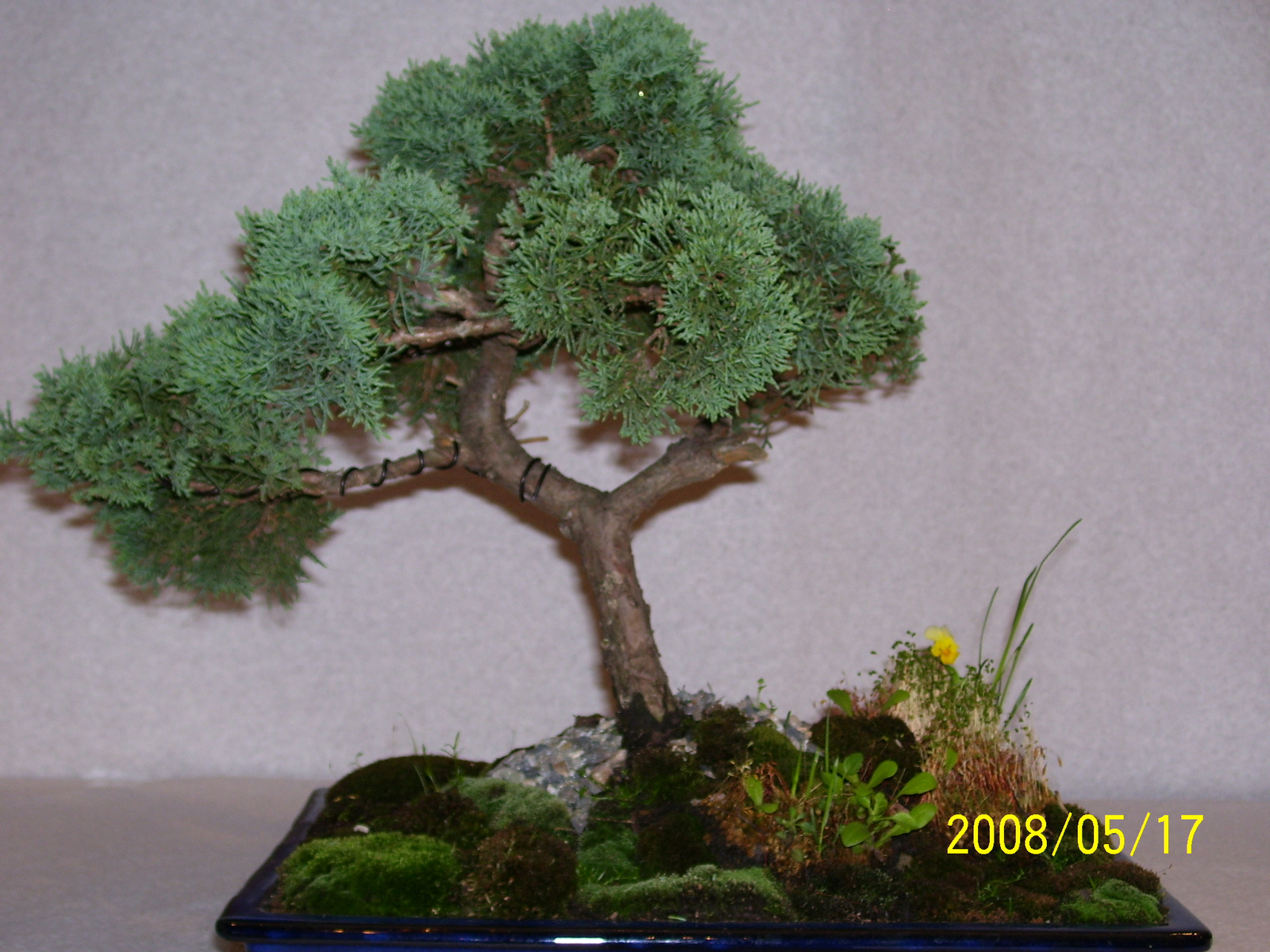 Höchstetten Bonsai45