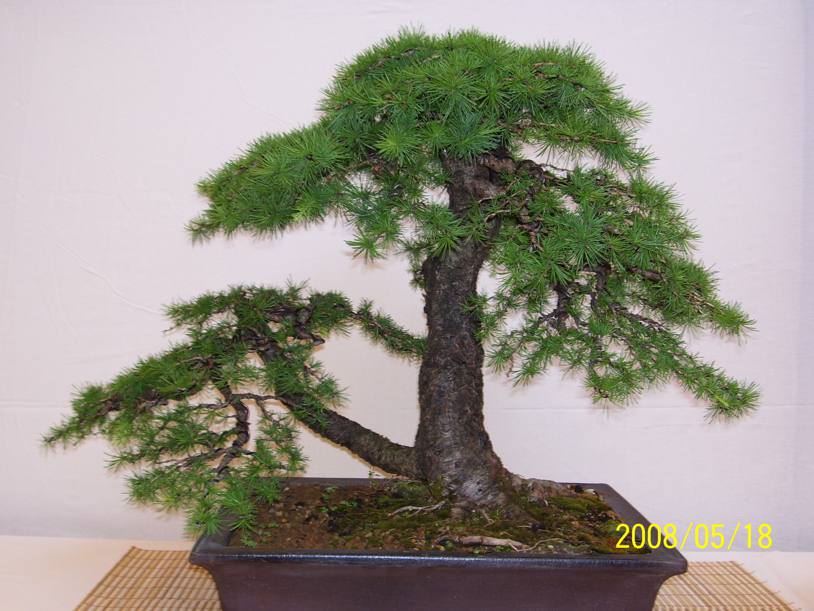 Pratteln Bonsai72