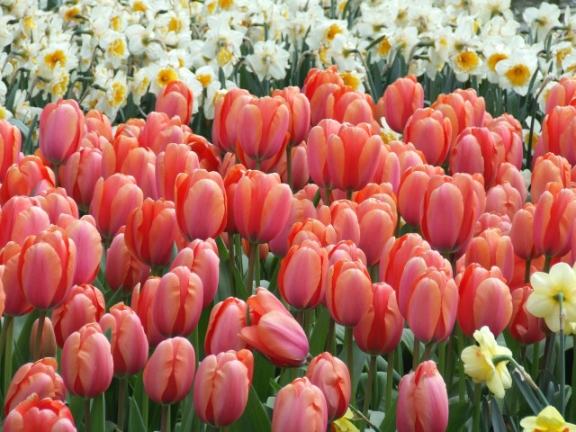 Keukenhof