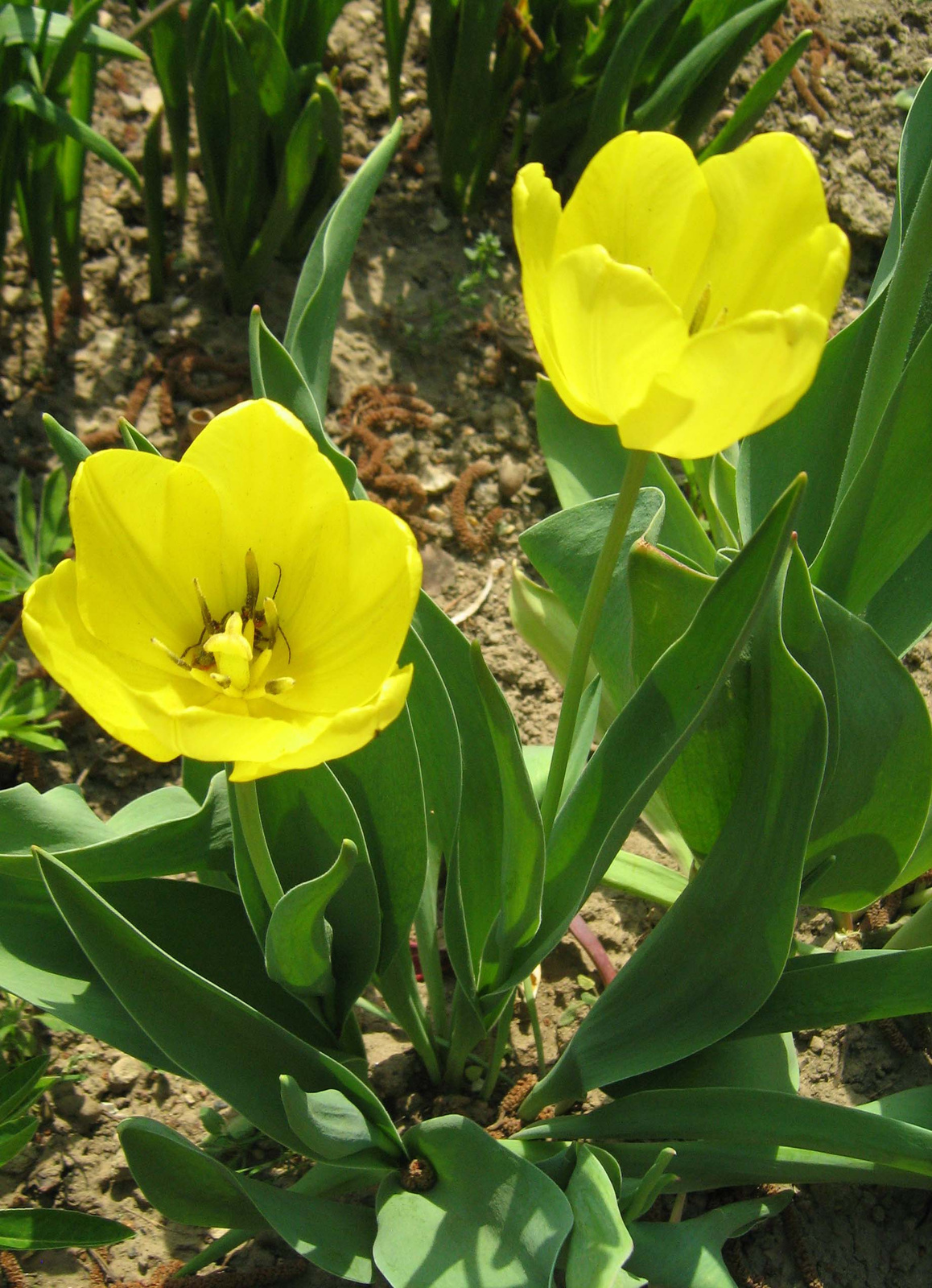 tulipán sárgában