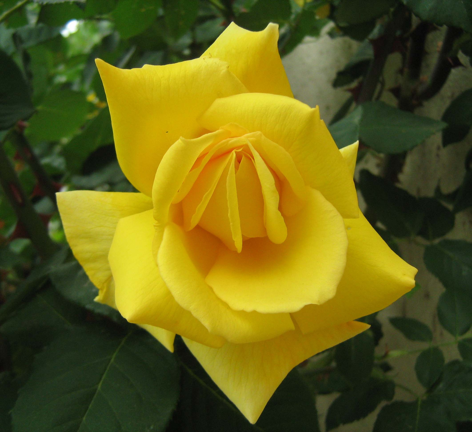 a sárga rózsa