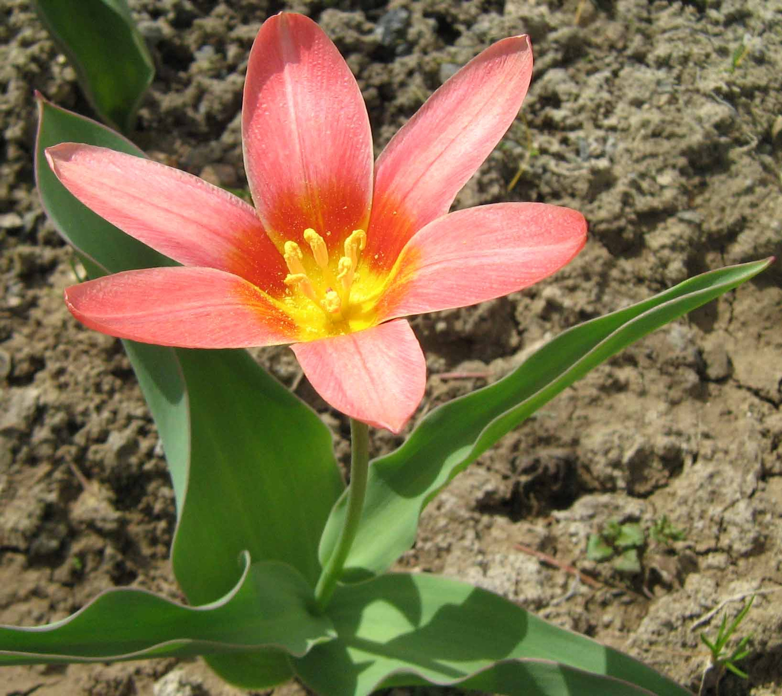 tulipán3