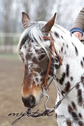 080309 nagykata/PICT8151