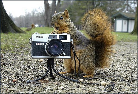 squirrelcam