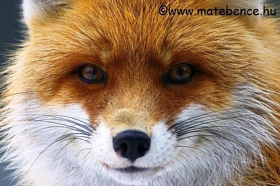 red fox picture 158