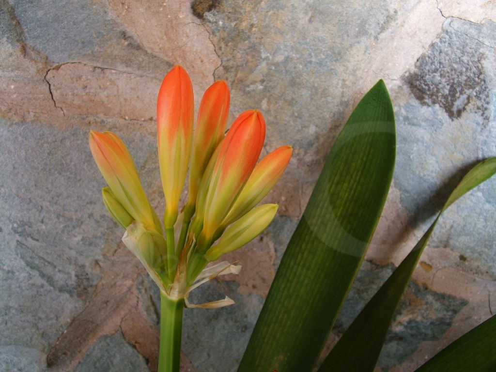 clivia