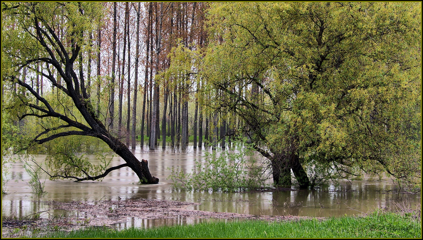 Green flood