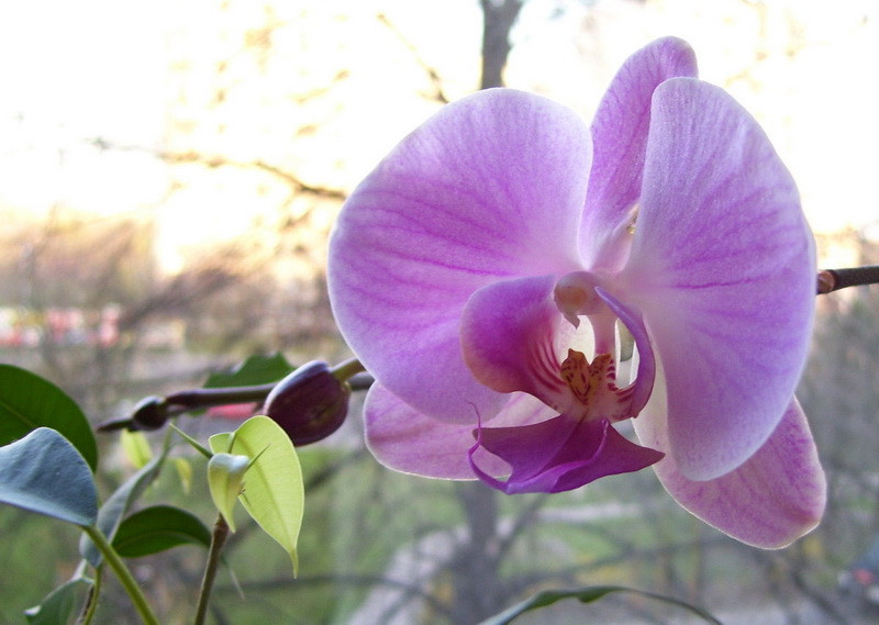 orchidea