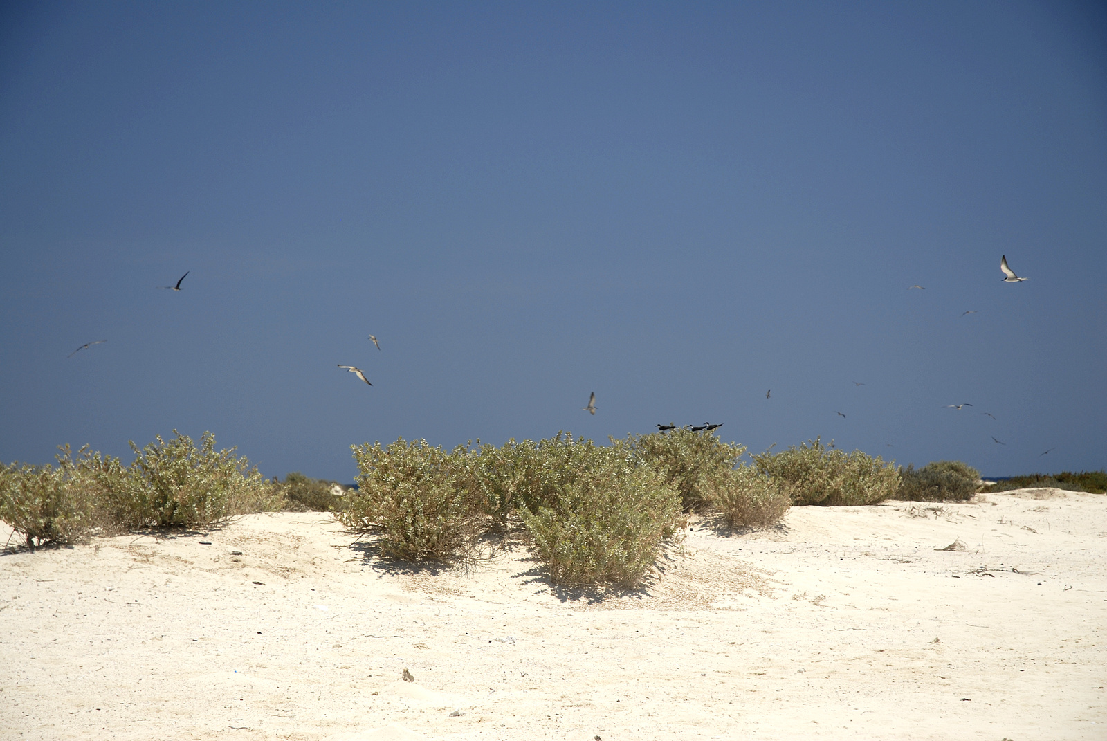 Marsa Alam (116)