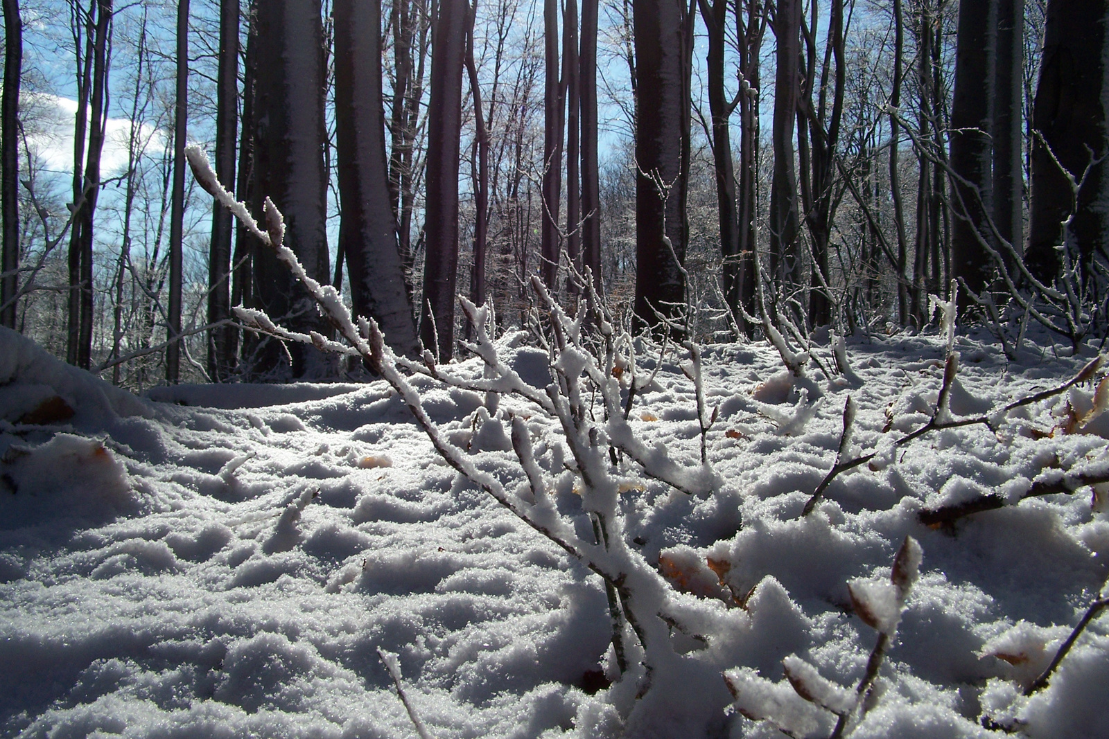 Bükk Barátság-kert 07.02.02 091