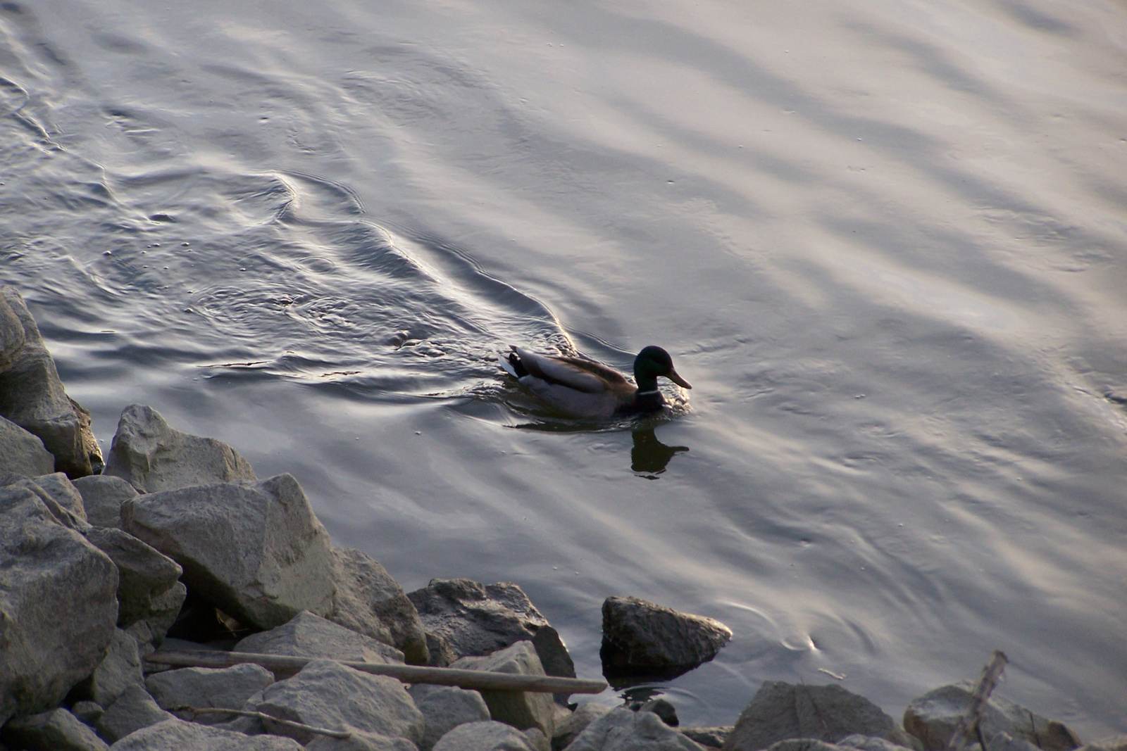 Margit-sziget 07.04.05 155