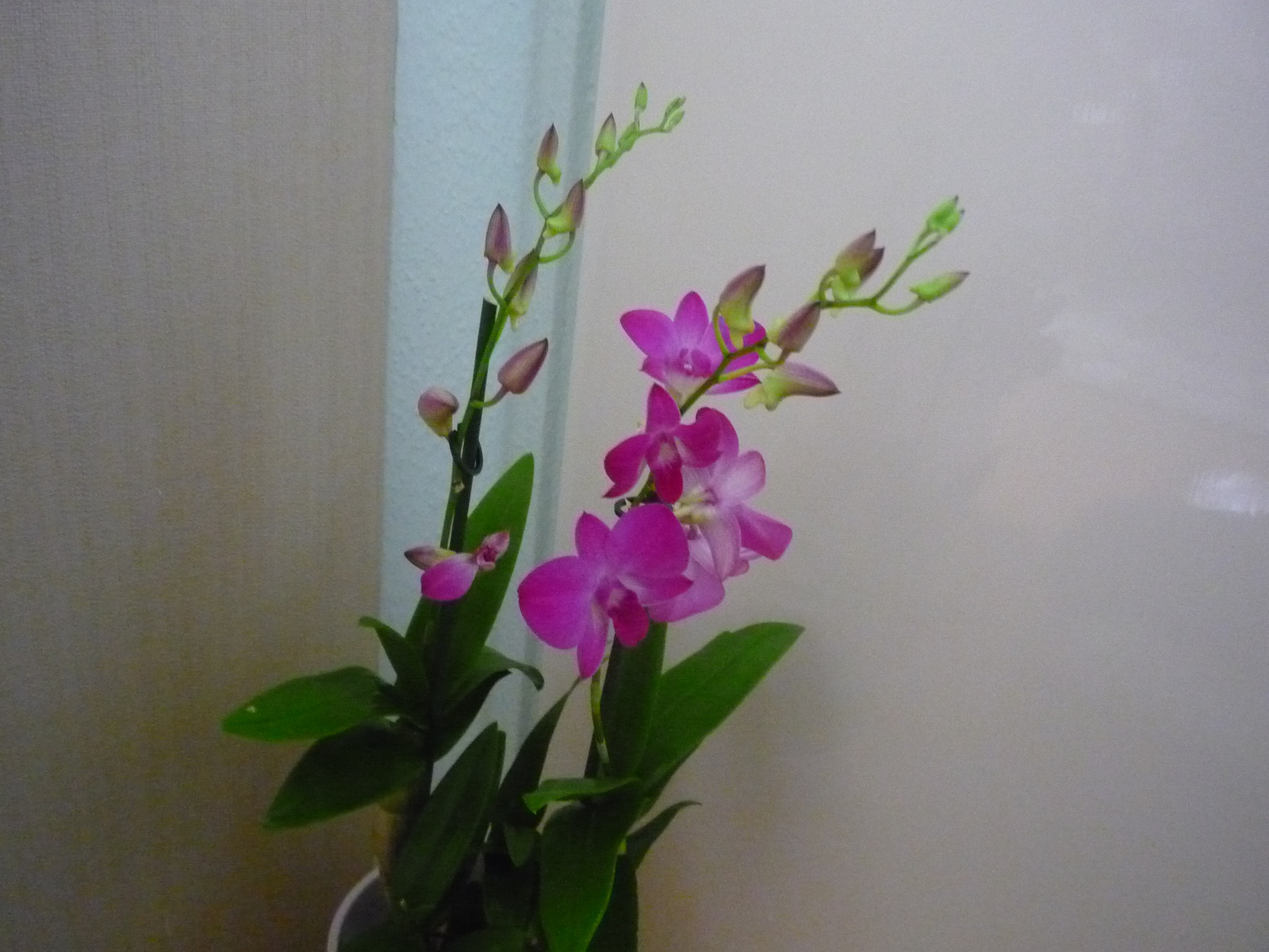 2011. ÁPRILIS  29. ORCHIDEÁK 016