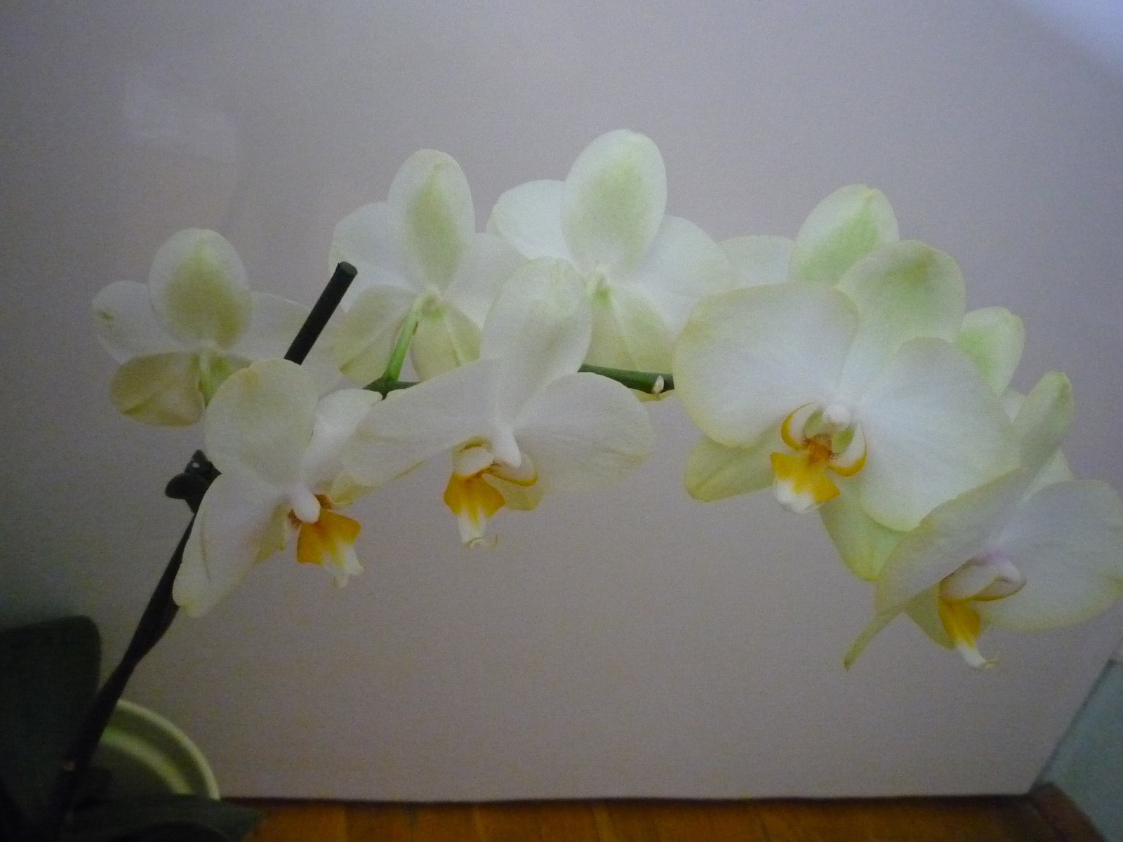 2011. ÁPRILIS  29. ORCHIDEÁK 023