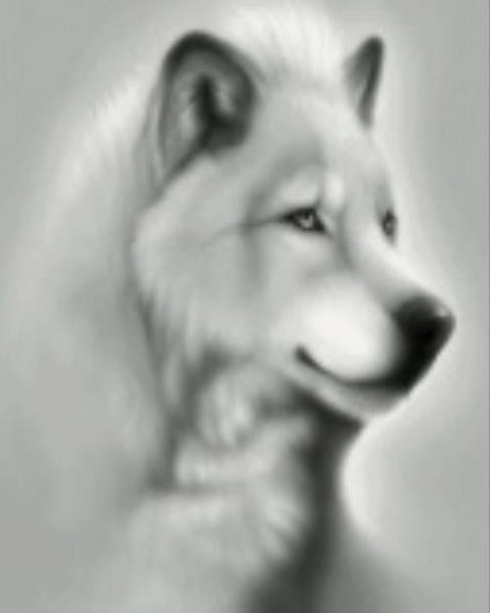 Wolf (1)