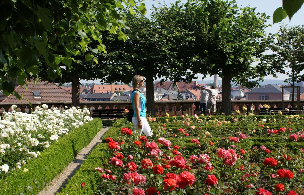 Neue Residenz Rosengarten ~  Bamberg