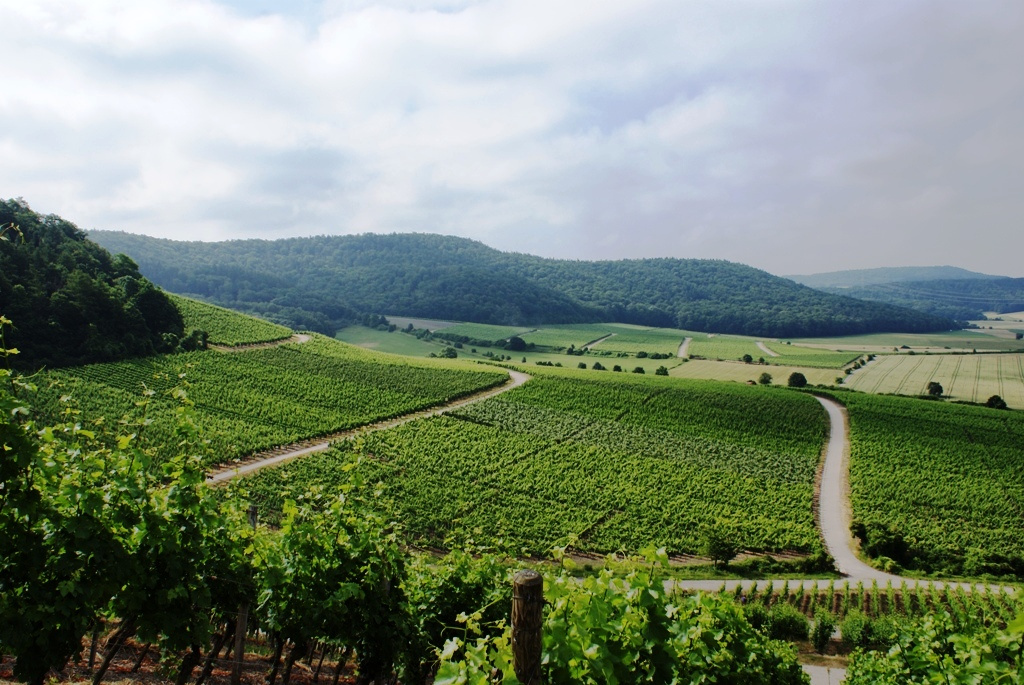 Bajorország- Frankföld - szőlőhegyek Abtswind környékén