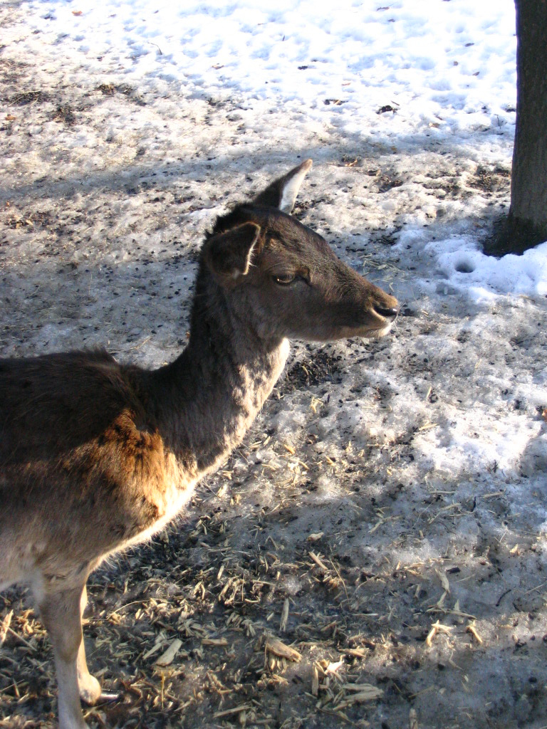 063.Dámtehén