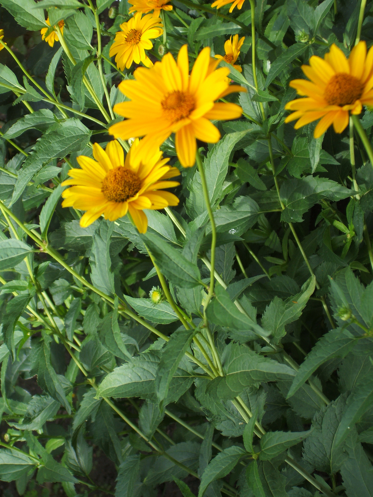 yellow flowers.