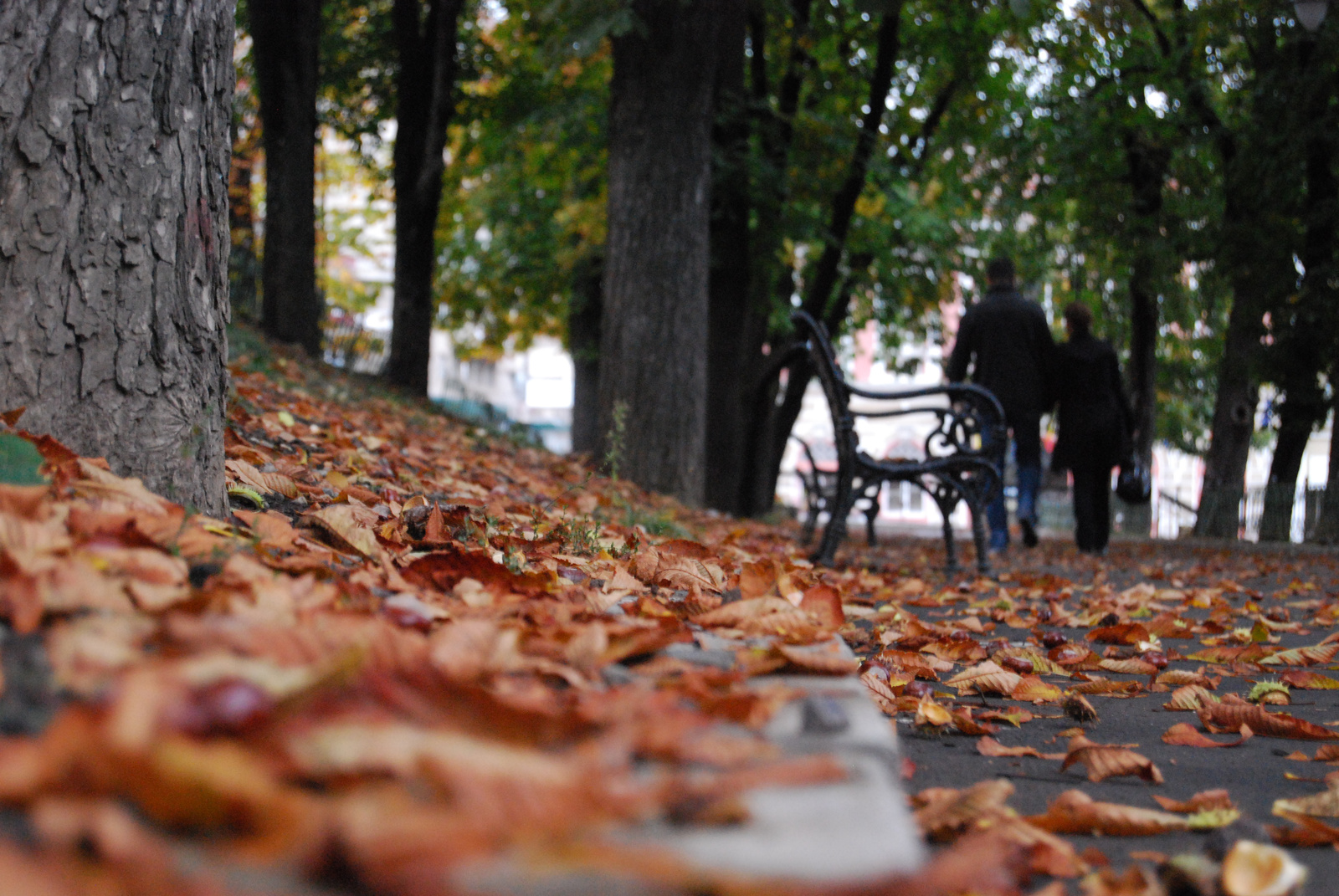 ősz a parkban