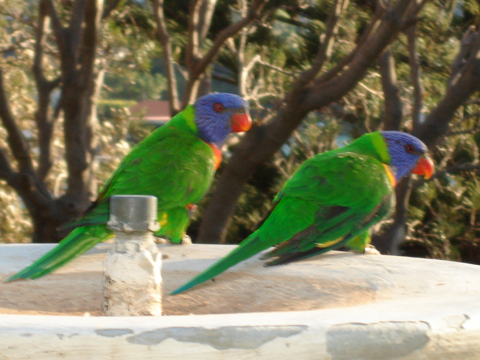 Watsons Bay:) Papagájok:)
