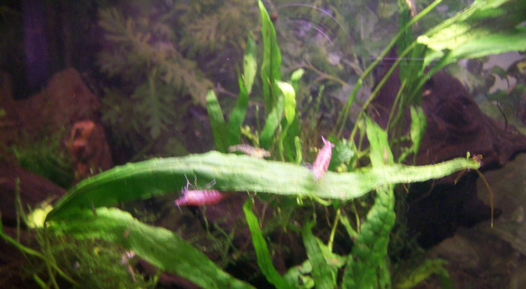 akvarium garnelas 2011.02.23 058