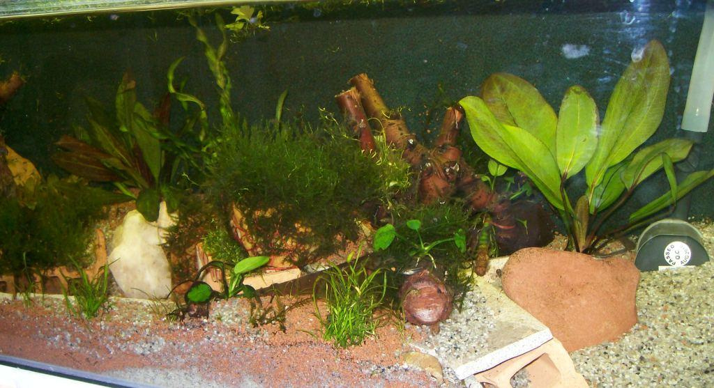 akvariumgarnelas 2. 2011.02.23 015